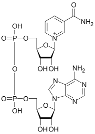 NAD⁺ (Nicotinamide Adenine Dinucleotide) – 1 g (Research Use Only)